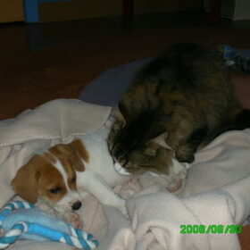 Rocky met poes Wizzy. Dikke vriendjes!