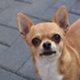 Hondenfoto van Liesbeth/Skinny