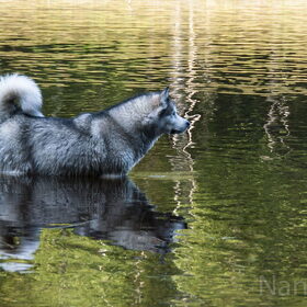 Hondenfoto van Alaska's Finest!