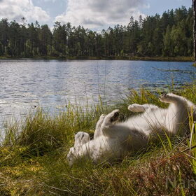Hondenfoto van Alaska's Finest!