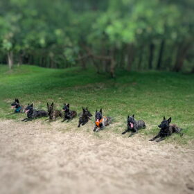 Hondenfoto van Dutchshepherdteam 