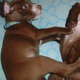Hondenfoto van Silvana & Tyson