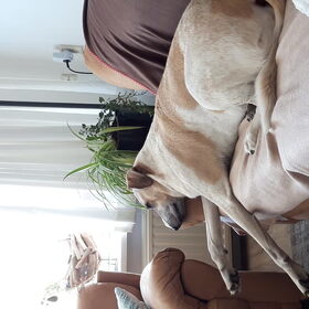 Hondenfoto van Annelies met  Sem
