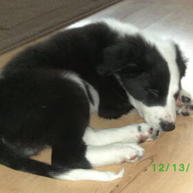 Sacha nogmaals als pup