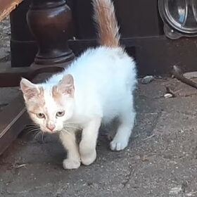 Hondenfoto van Jeanine :)