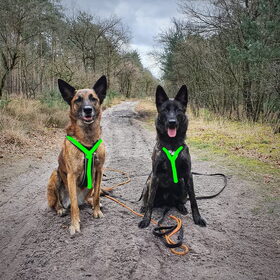 Hondenfoto van Dutchshepherdteam 