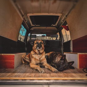 Hondenfoto van Dutchshepherdteam 