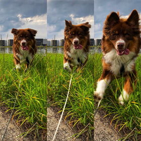 Hondenfoto van Vicky & Toby