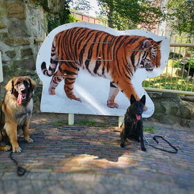 Hondenfoto van Dutchshepherdteam 