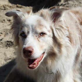 Hondenfoto van Danielle, Kyra*Kaylin*, Djaira en Djaidey