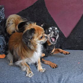 Stoeien met Balou.