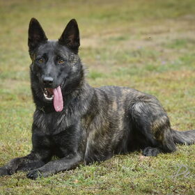 Hondenfoto van Dutchshepherdteam 