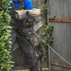 Hondenfoto van Dutchshepherdteam 