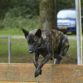 Hondenfoto van Dutchshepherdteam 