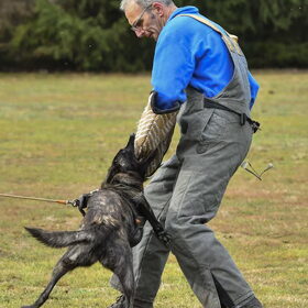 Hondenfoto van Dutchshepherdteam 