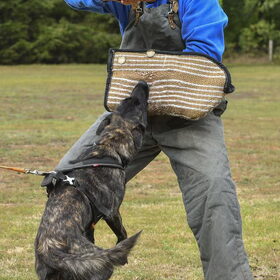 Hondenfoto van Dutchshepherdteam 