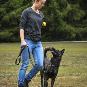 Hondenfoto van Dutchshepherdteam 