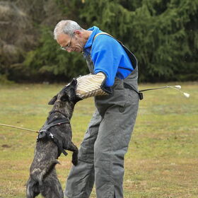 Hondenfoto van Dutchshepherdteam 
