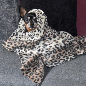Balou genietend van zijn warme deken.