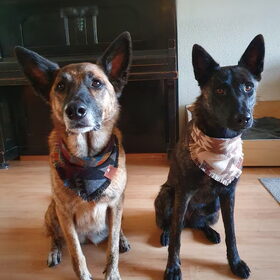 Hondenfoto van Dutchshepherdteam 