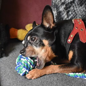 Balou, dierendag 2020 verwend met een touwbal.