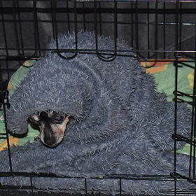 Arme Balou is weer eens ziek.