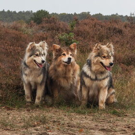 Hondenfoto van Marijke - Aila, Dinja & Evi