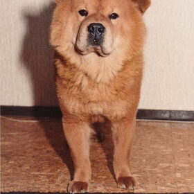 Viktor, de chow chow (met ogen) die we thuis hadden.
