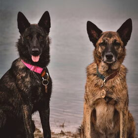 Hondenfoto van Dutchshepherdteam 