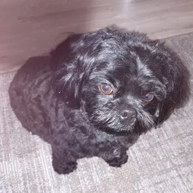 Hondenfoto van Annelies met  Sem