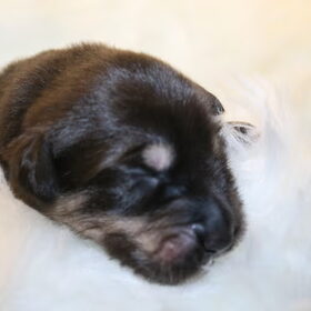 Hondenfoto van Dokhy- of  Tibetaanse Mastiff kennel Jinadhara .