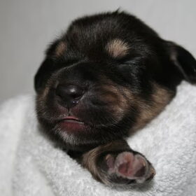 Hondenfoto van Dokhy- of  Tibetaanse Mastiff kennel Jinadhara .