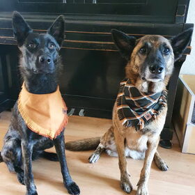Hondenfoto van Dutchshepherdteam 
