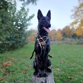 Hondenfoto van Dutchshepherdteam 