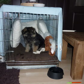 Hondenfoto van ~~Michelle&Mushu~~