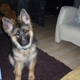 Hondenfoto van ~~Michelle&Mushu~~
