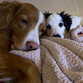 Hondenfoto van Sigrid, Sandy, Diva & Nala