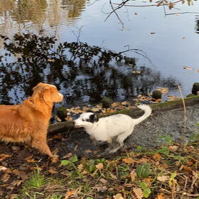 Hondenfoto van Sigrid, Sandy, Diva & Nala