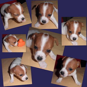 foto van poppy