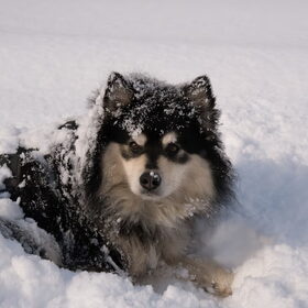 Hondenfoto van Joyce -Rover & Saga