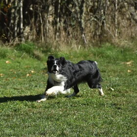 Hondenfoto van Jeanine :)
