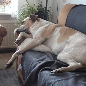 Hondenfoto van Annelies met  Sem