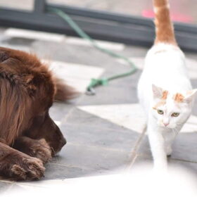 Nanook vindt de kat wel best