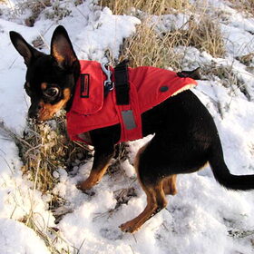 8-12-2012 Balou van een half jaar oud in de sneeuw.