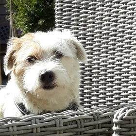Hondenfoto van Thara 