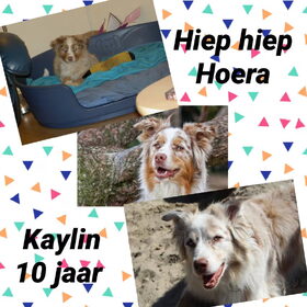 Hondenfoto van Danielle, Kyra*Kaylin*, Djaira en Djaidey