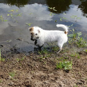 Hondenfoto van Thara 