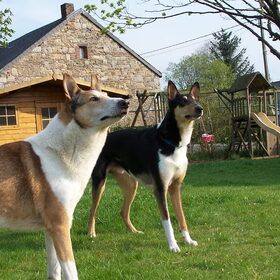 Hondenfoto van Aedon & Senán 