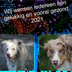 Hondenfoto van Danielle, Kyra*Kaylin*, Djaira en Djaidey