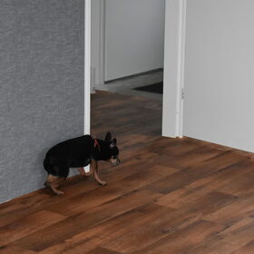 Ik denk niet dat Balou echt blij is met de nieuwe woning. Hij…
